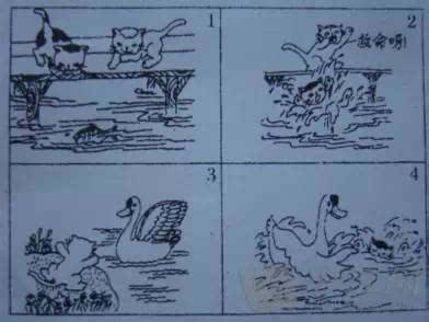 白鹅在池塘里看图写话图片