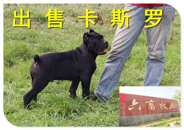 一条卡斯罗犬需要多少钱