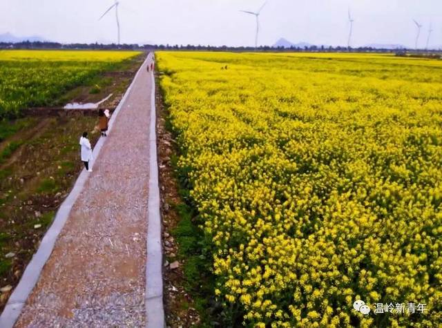 东海塘油菜花地址图片