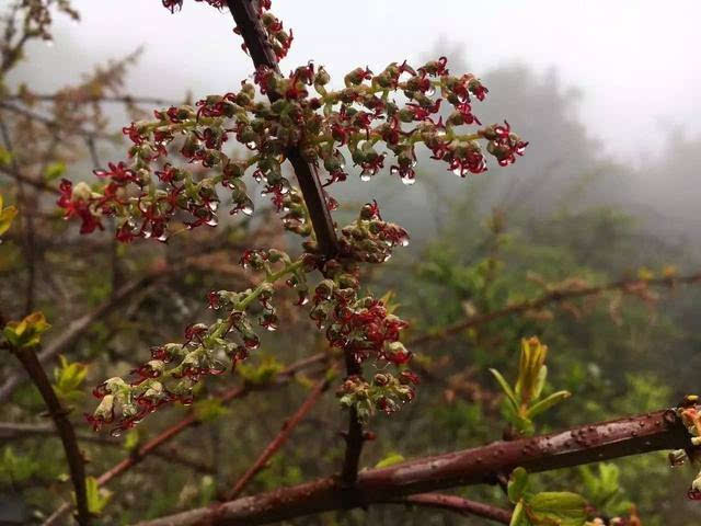 出發前的拉伸運動(一二三四,二二三四換個姿勢) 水馬桑(此植物有毒