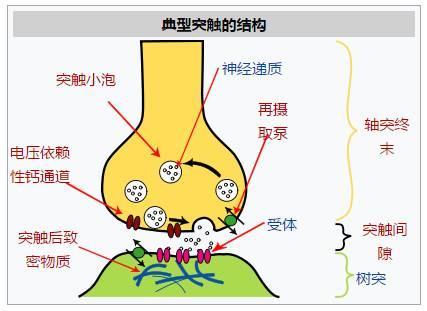 自主学习的人工突触,人造大脑时代来临?