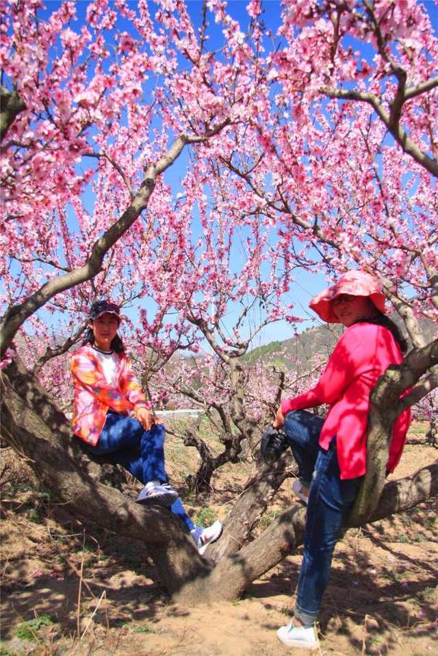 也有周边学校和机关事业单位的人们也组织人们进入桃园旅游观光,这一