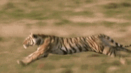 掌力惊人 老虎前掌是猫科中最大的,雄虎的掌宽约105