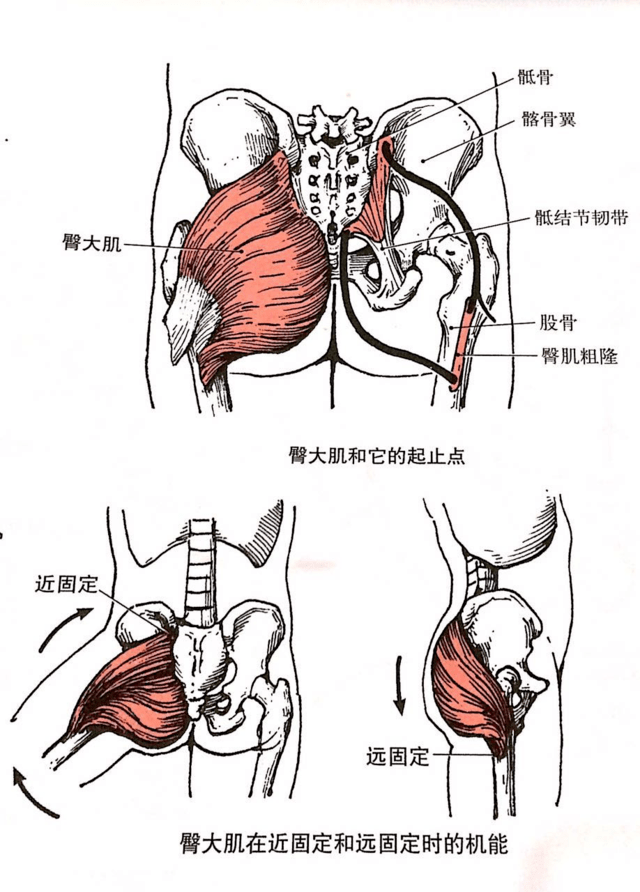 臀中肌和臀大肌位置图片