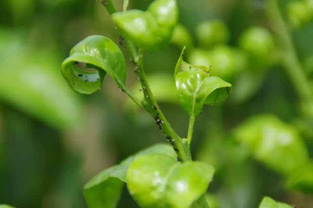 柑橘锈壁虱危害图片图片