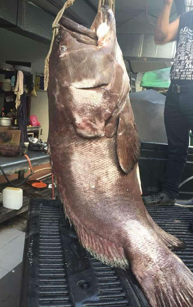 钓获300斤龙趸大石斑鱼,光一个鱼肝就重达9斤