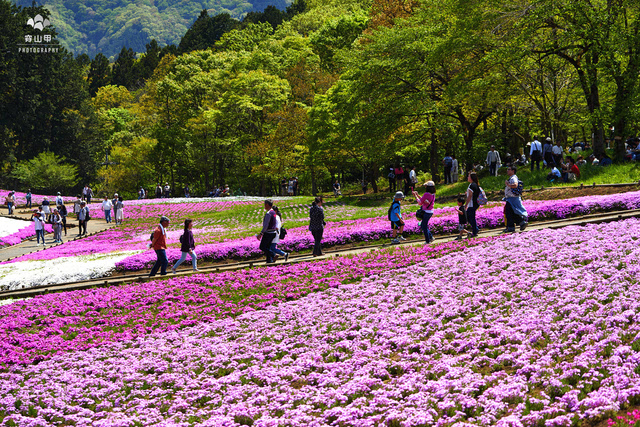 羊山公园樱花图片