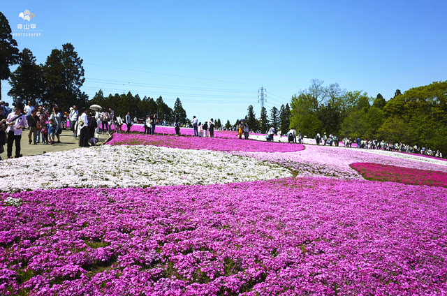 羊山公园樱花图片