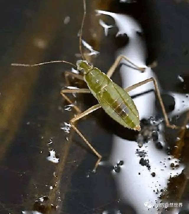 水生昆虫淡水图片