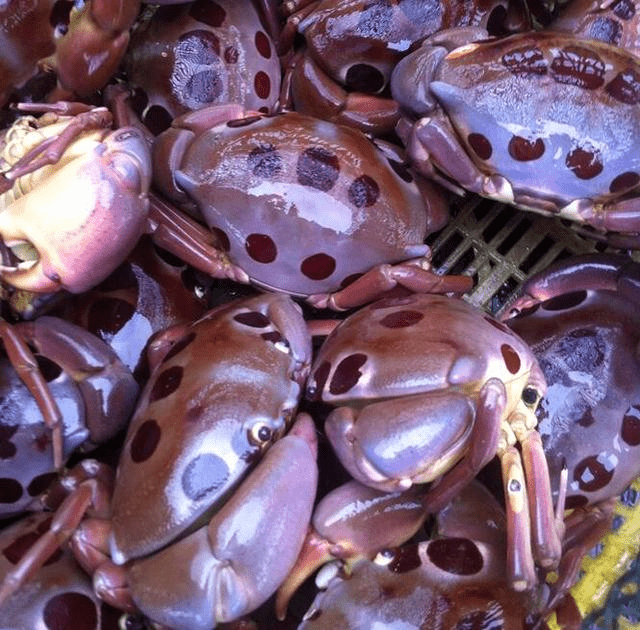 三亚螃蟹种类图片