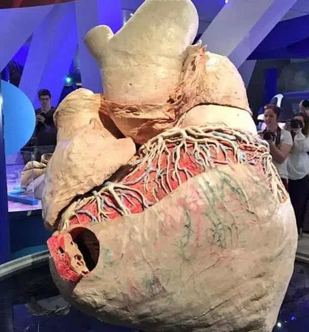 世界首个完整蓝鲸心脏被展出