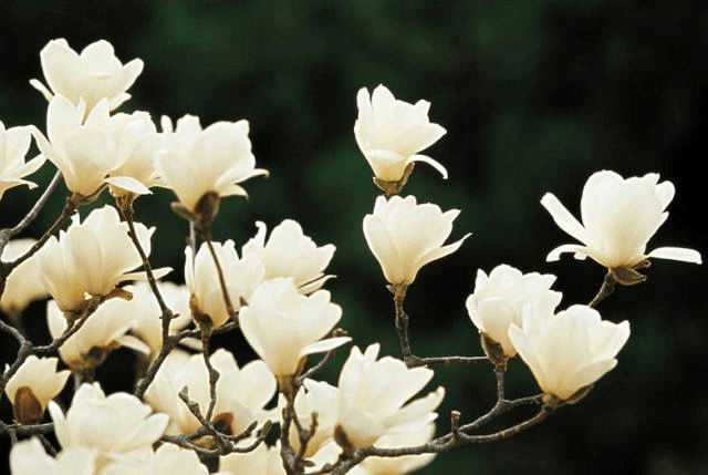 【宿莽 菵草"朝搴阰之木兰兮,夕揽洲之宿莽.