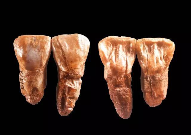 元谋人牙齿(引自《世界考古学百科全书2014)