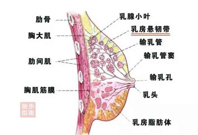 胸口中间结构图图片