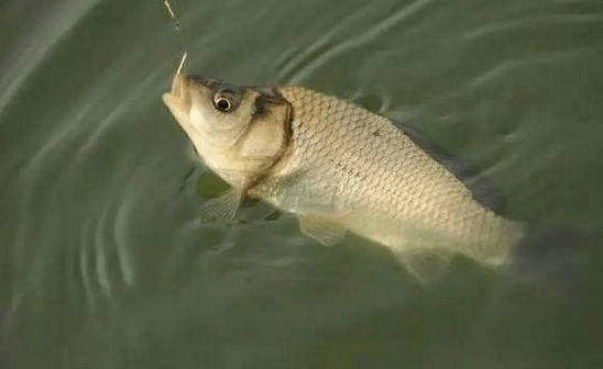 二,夏季釣魚(鯽魚),釣深不釣淺 夏季陽光直射,淺水處變得十分炎熱