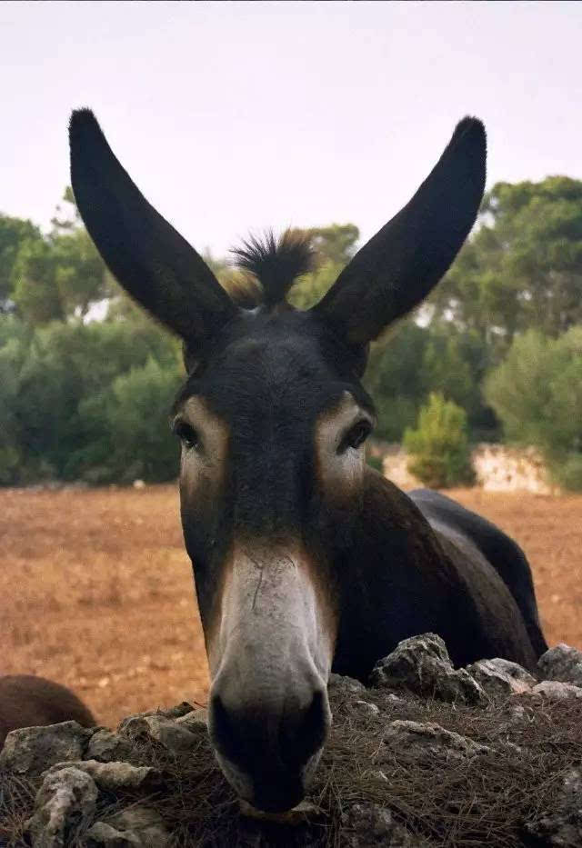 黑驴照片搞笑图片