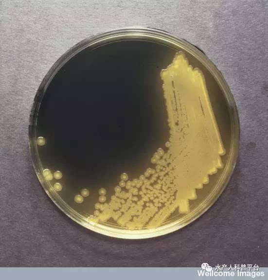 溶藻弧菌也属于革兰氏阴性短杆菌,无芽孢,荚膜,单独存在或尾端相连成