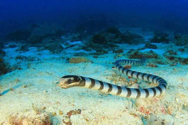 五号宝贝:海蛇 sea snake