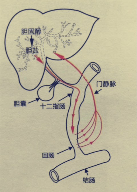 肝脏循环途径图图片