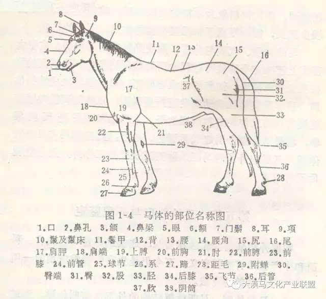 木牛流马的结构图图片