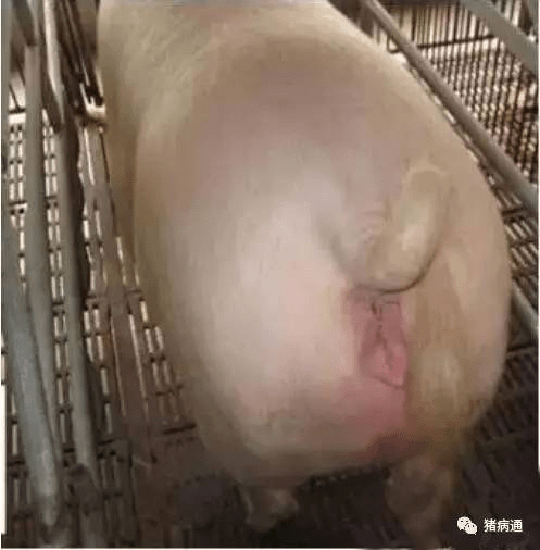母猪假孕的图片图片