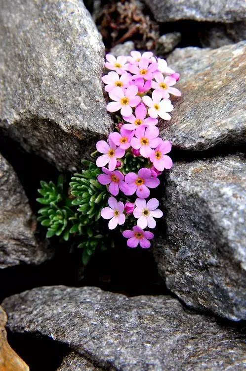 这才是真正的石头开花