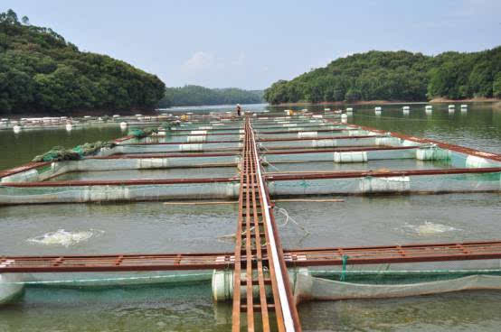 小江水库的黄颡鱼养殖网箱