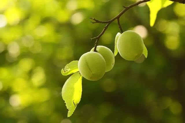 四时田园杂兴其二 范成大 梅子金黄杏子肥,麦花雪白菜花稀.