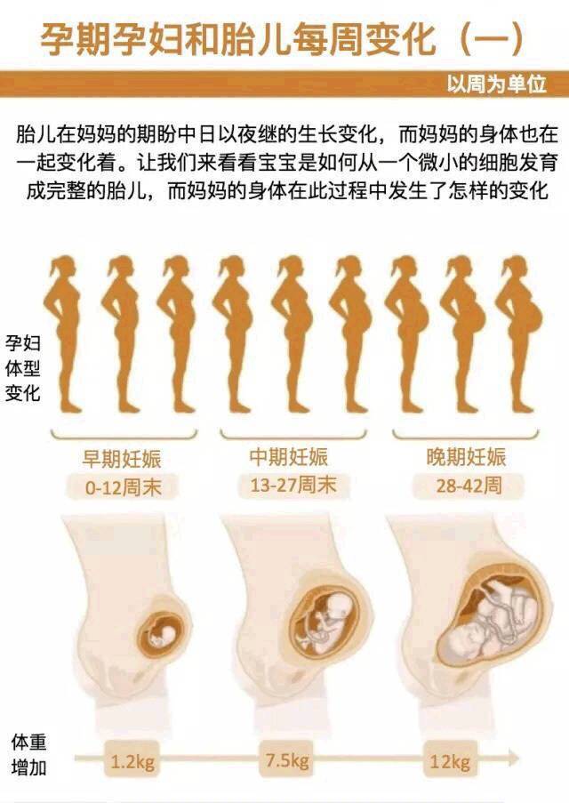 孕妇身体变化图片