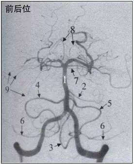后脑勺血管结构图图片