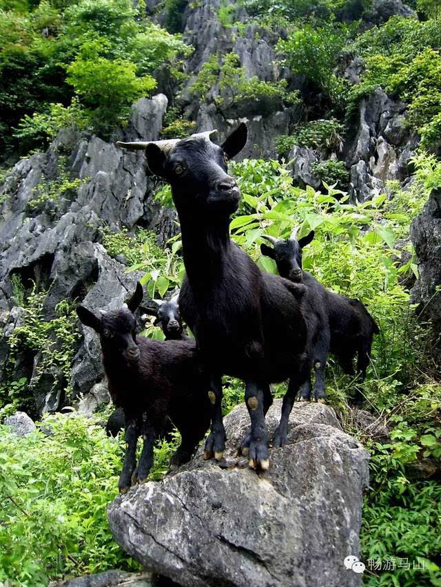 黑山羊广告图片大全图片