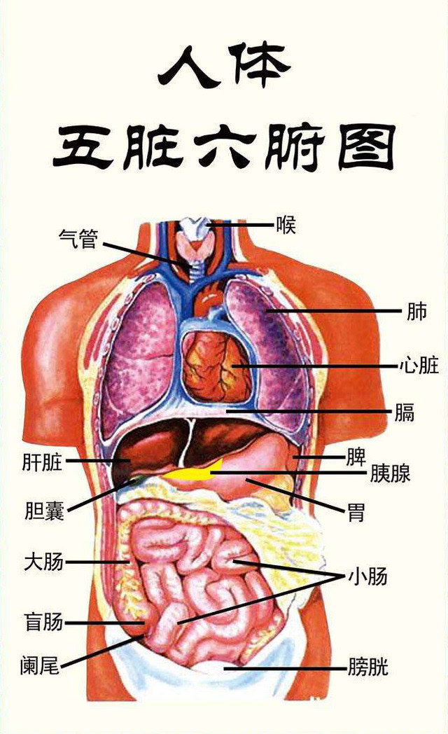 脾胃在身体的位置图片图片