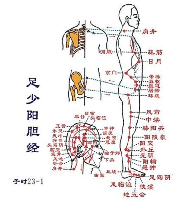 具有神奇养生功用的经脉 足少阳胆经