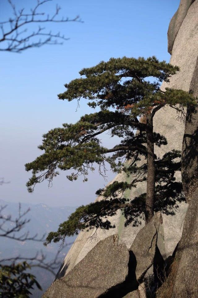 我一边观赏着路旁的景色,一边赞美着挺拔的青松和粉红色的杜鹃花,赞美