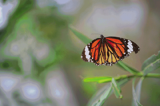 走进专设的恒温区,可以观赏不同种类飞舞的蝴蝶 也可以看到国内及世界