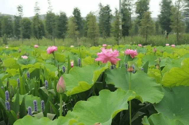 经过历时3年的人工培育,曾经一度在茈碧湖中几近绝迹的美丽小精灵