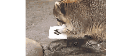 小浣熊洗棉花糖图片