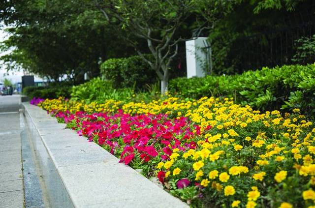 目前港城恰逢持續高溫乾旱,為了確保草花的觀賞效果,市城建投股集團