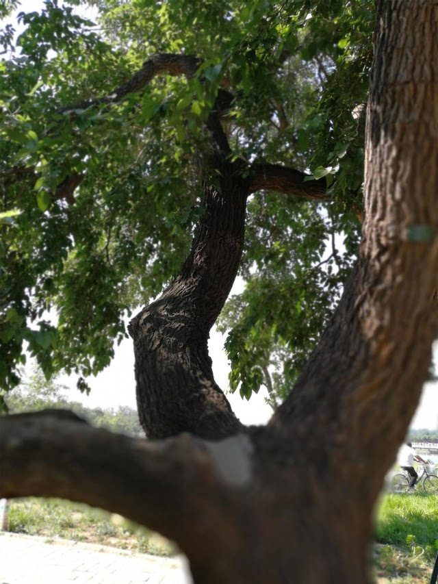 罕见古桑树,百年以上2万棵,千年以上百余棵