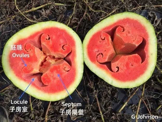 西瓜种子结构图图片