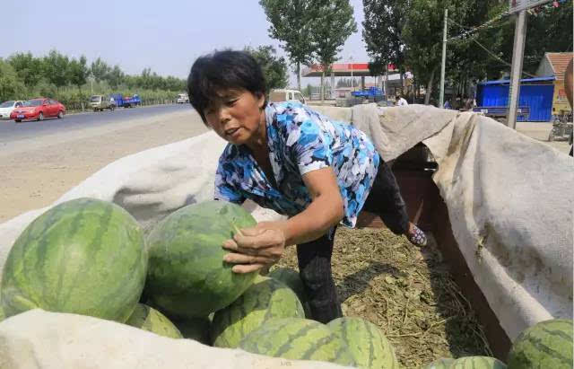 北方西瓜市场上的瓜农,每一张图片都令人心酸!