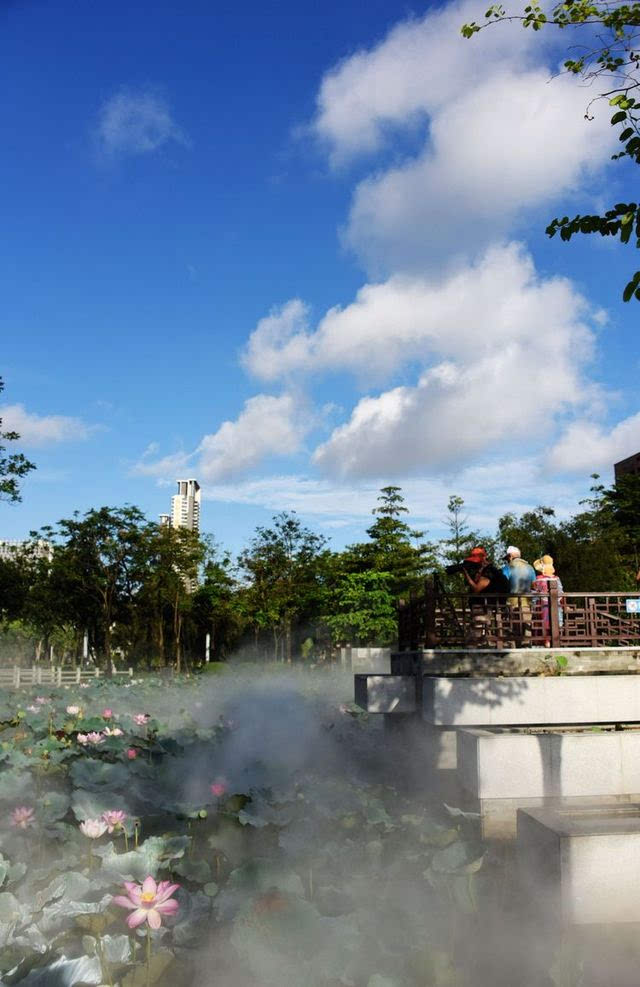 【美行國際】鑽石會員劉小奕佛山亞藝公園荷花攝影佳作欣賞!