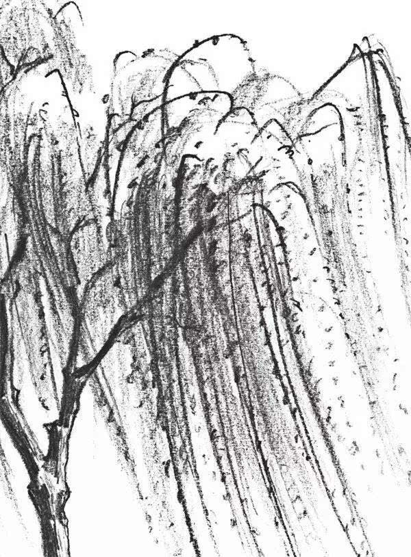 素描柳树简笔画图片