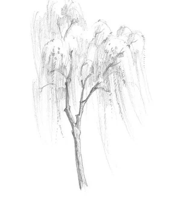 柳树的简笔画素描画图片