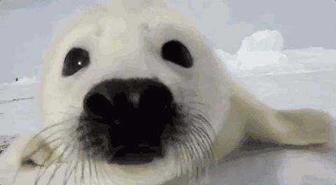 白色海豹 表情包图片