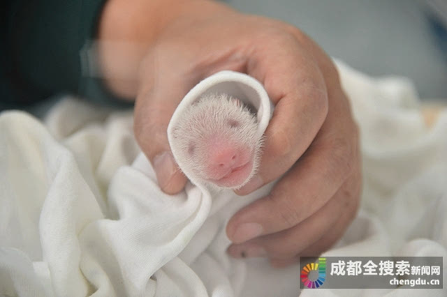 大熊猫淼淼生崽图片