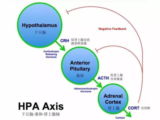 肾上腺轴图片