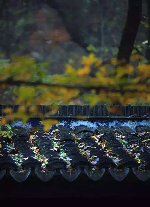 掬一捧清涼,落雨聽禪