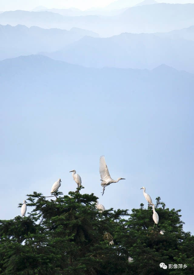 白鹭清晨望哨图图片