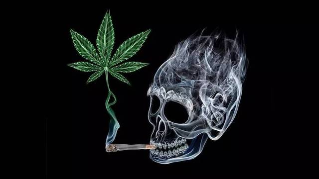 关于大麻这种毒品,你应该知道的东西都在这里!